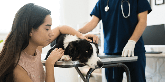 Compassionate Care: Elevating Veterinary Services Beyond Medicine