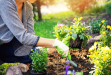 Managing Weed Growth in Landscaped and Built Areas