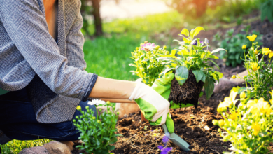 Managing Weed Growth in Landscaped and Built Areas