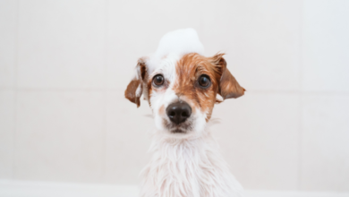 How Often Should You Groom a Dog? A Complete Schedule by Coat Type