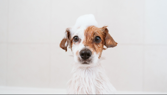 How Often Should You Groom a Dog? A Complete Schedule by Coat Type