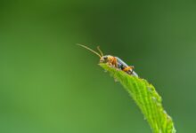 detailed beginner bug fix guide